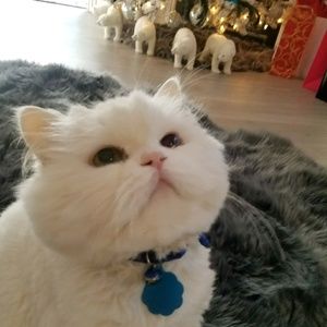 Meet your Posher, Ayrin